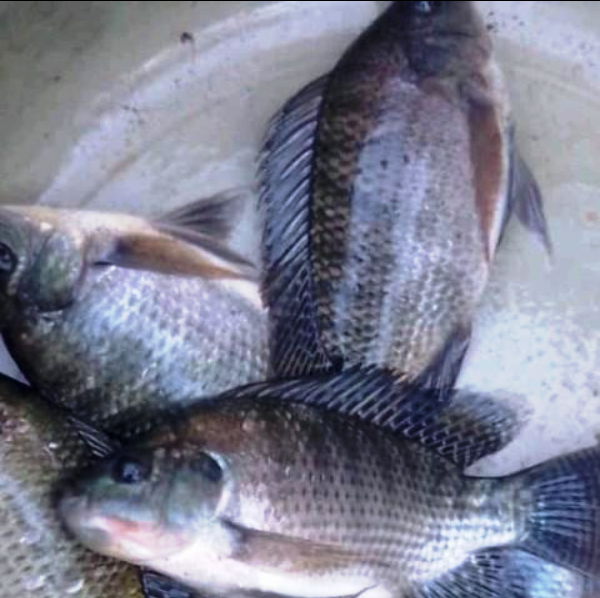 tilapia 1