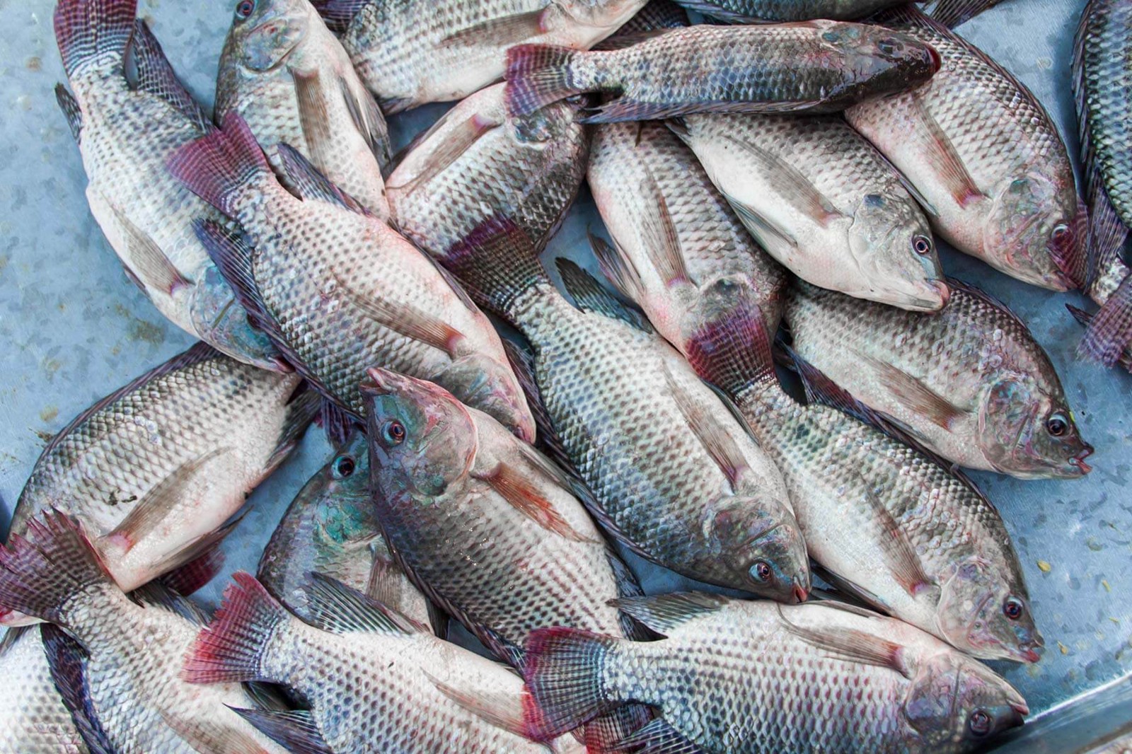 tilapia fish